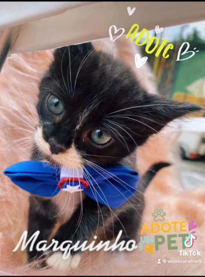 Gato ra a SRD idade 2 a 6 meses nome Marquinho