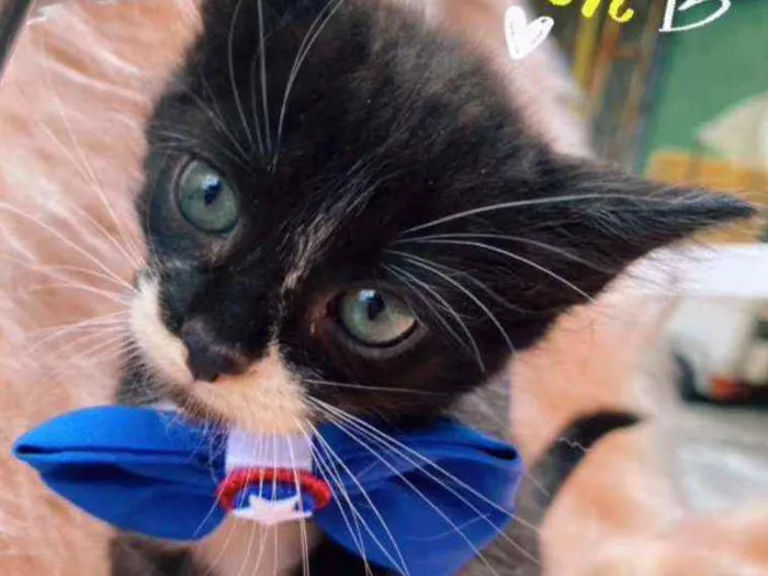Gato ra a SRD idade 2 a 6 meses nome Marquinho