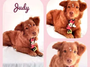 Cachorro raça SRD  idade 1 ano nome Judy 