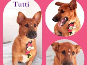 Cachorro raça SRD  idade 1 ano nome Tutti 