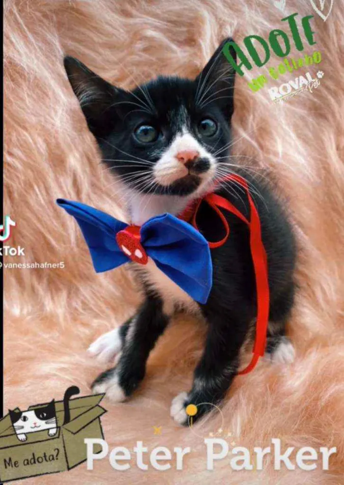 Gato ra a SRD idade 2 a 6 meses nome Peter Parker