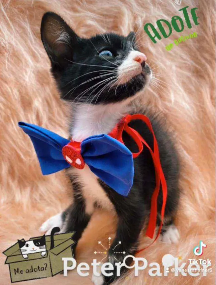 Gato ra a SRD idade 2 a 6 meses nome Peter Parker
