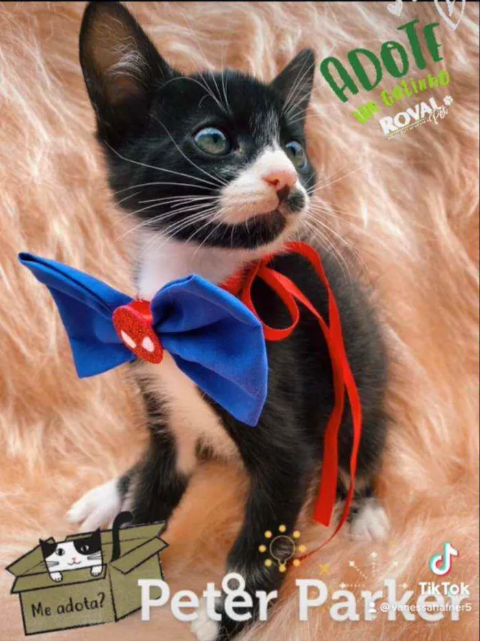 Gato ra a SRD idade 2 a 6 meses nome Peter Parker
