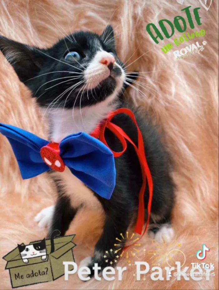 Gato ra a SRD idade 2 a 6 meses nome Peter Parker