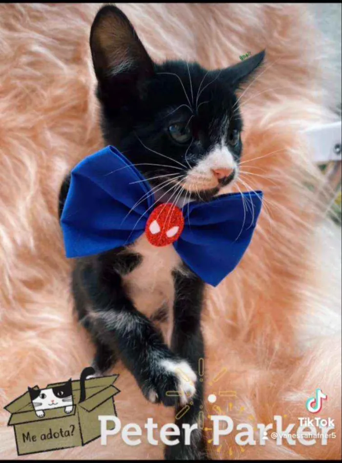 Gato ra a SRD idade 2 a 6 meses nome Peter Parker