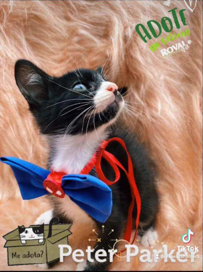 Gato ra a SRD idade 2 a 6 meses nome Peter Parker