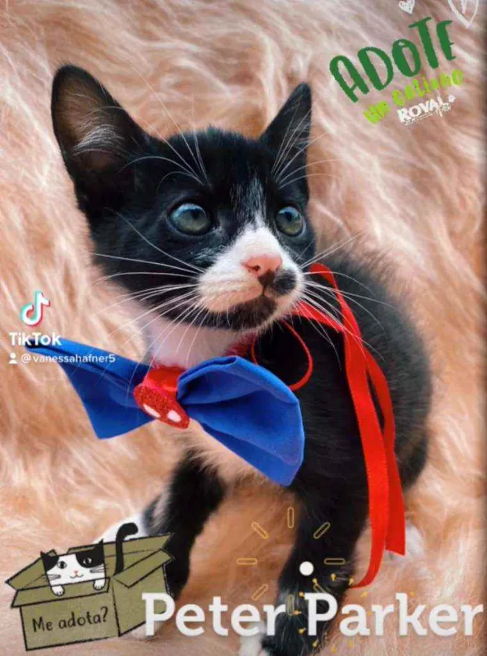 Gato ra a SRD idade 2 a 6 meses nome Peter Parker