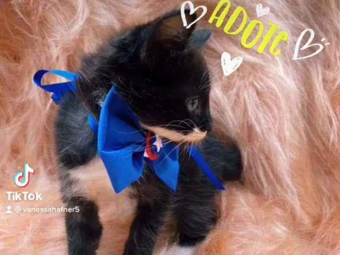 Gato ra a SRD idade 2 a 6 meses nome Marquinho