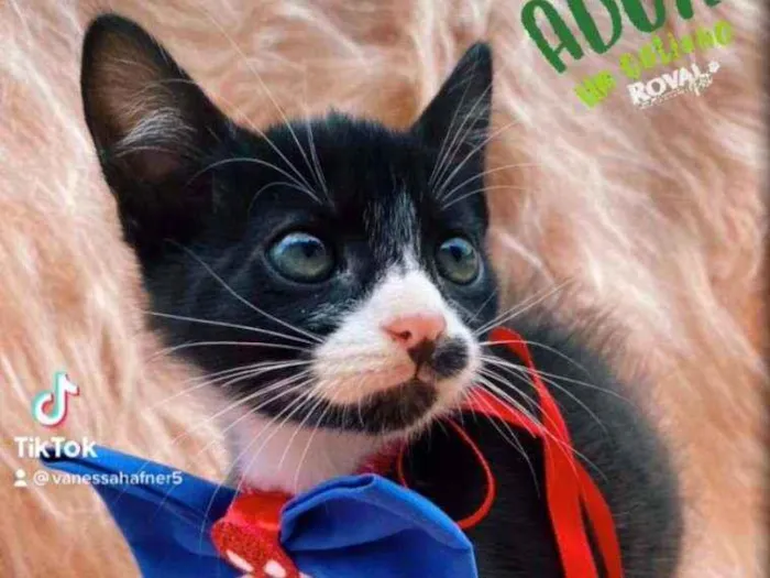 Gato ra a SRD idade 2 a 6 meses nome Peter Parker
