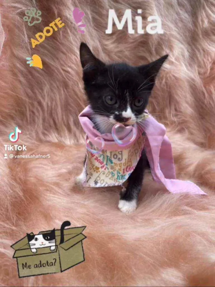 Gato ra a SRD idade 2 a 6 meses nome Mia
