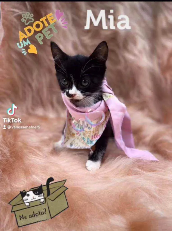 Gato ra a SRD idade 2 a 6 meses nome Mia