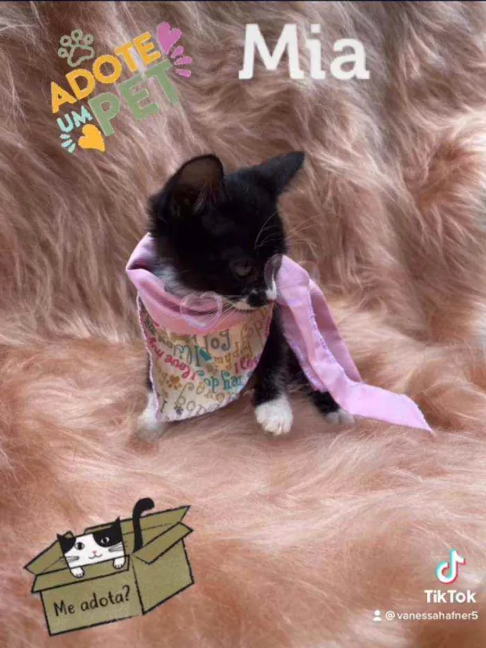 Gato ra a SRD idade 2 a 6 meses nome Mia