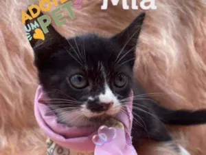 Gato raça SRD idade 2 a 6 meses nome Mia