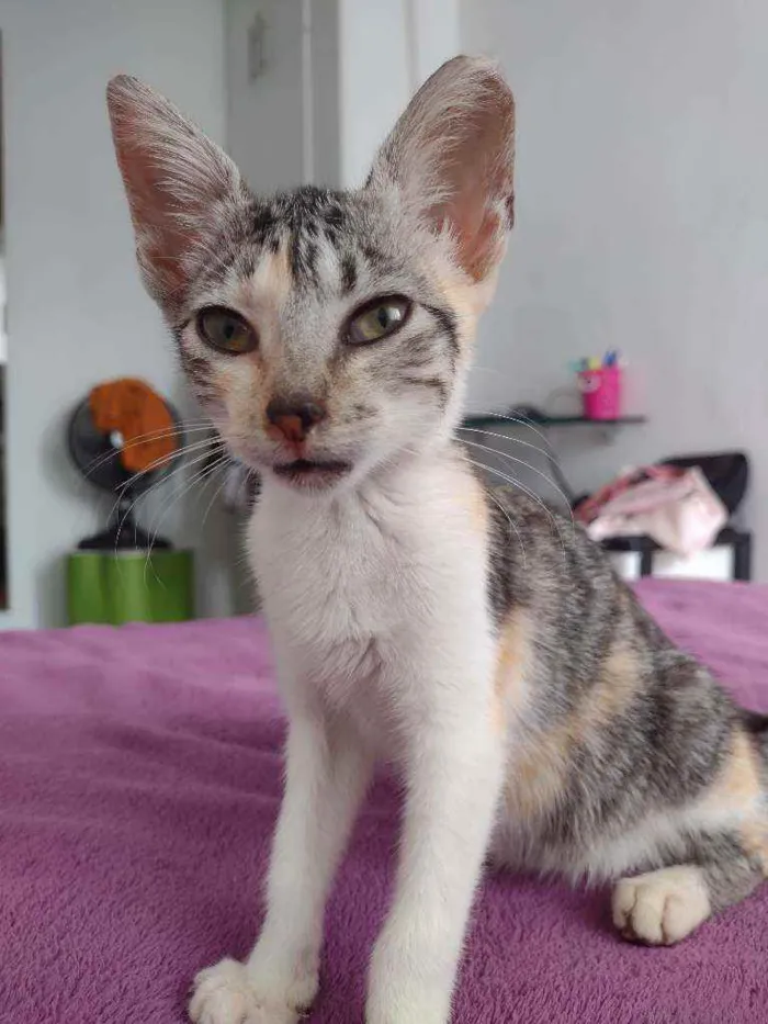 Gato ra a Não tem idade Abaixo de 2 meses nome Não coloquei