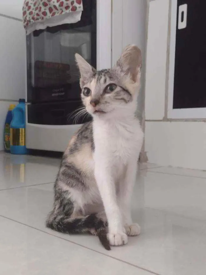 Gato ra a Não tem idade Abaixo de 2 meses nome Não coloquei