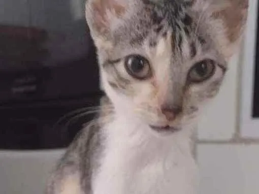 Gato ra a Não tem idade Abaixo de 2 meses nome Não coloquei