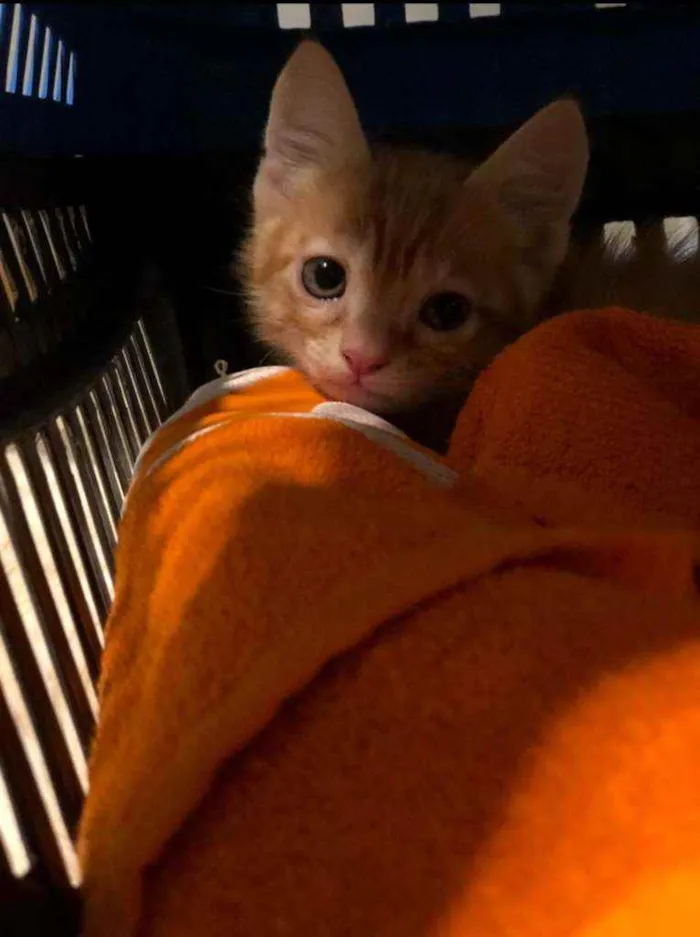 Gato ra a  idade Abaixo de 2 meses nome Filhote