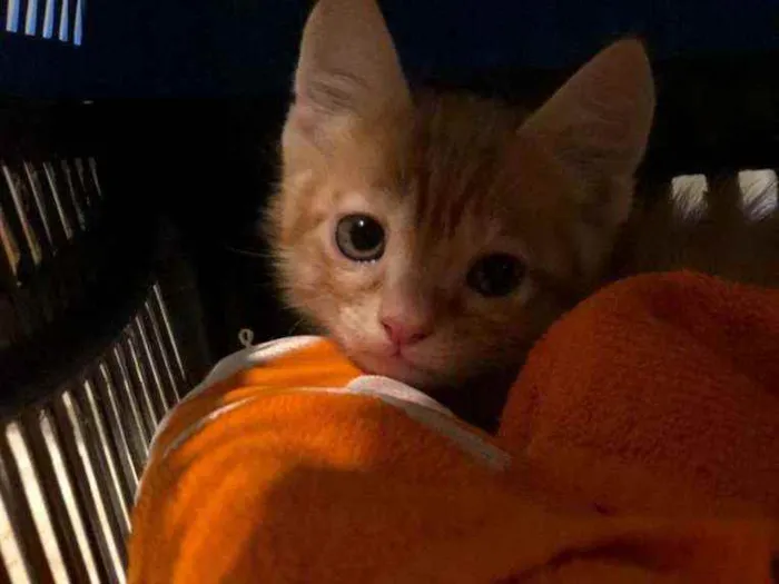 Gato ra a  idade Abaixo de 2 meses nome Filhote