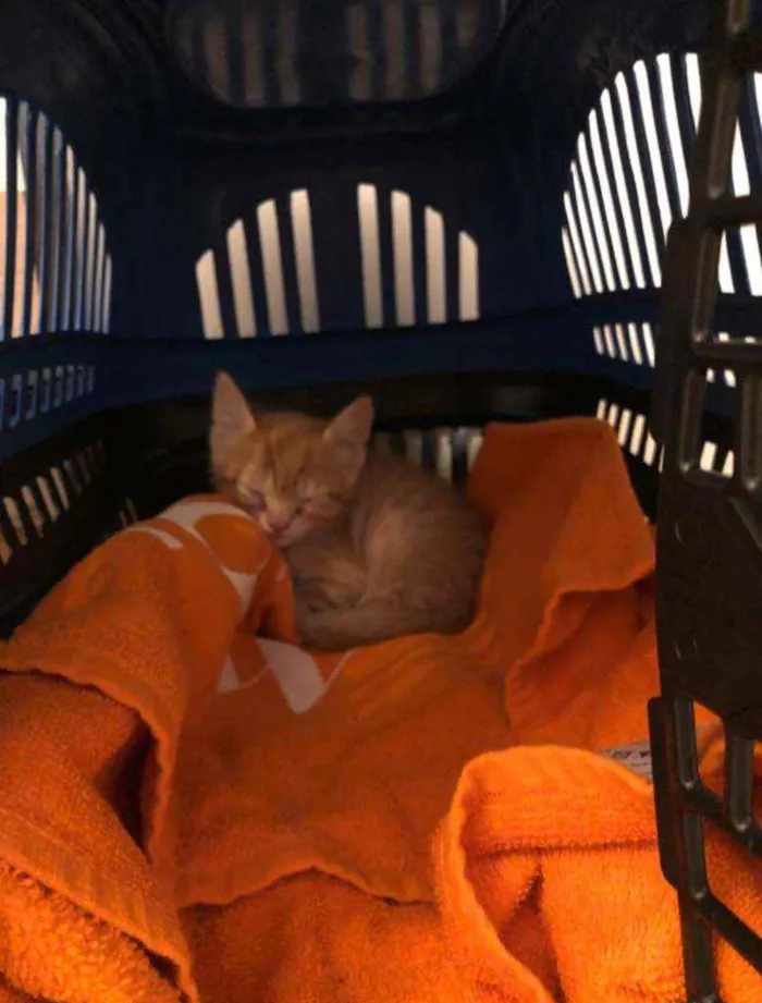 Gato ra a  idade Abaixo de 2 meses nome Filhote