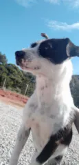 Amigo