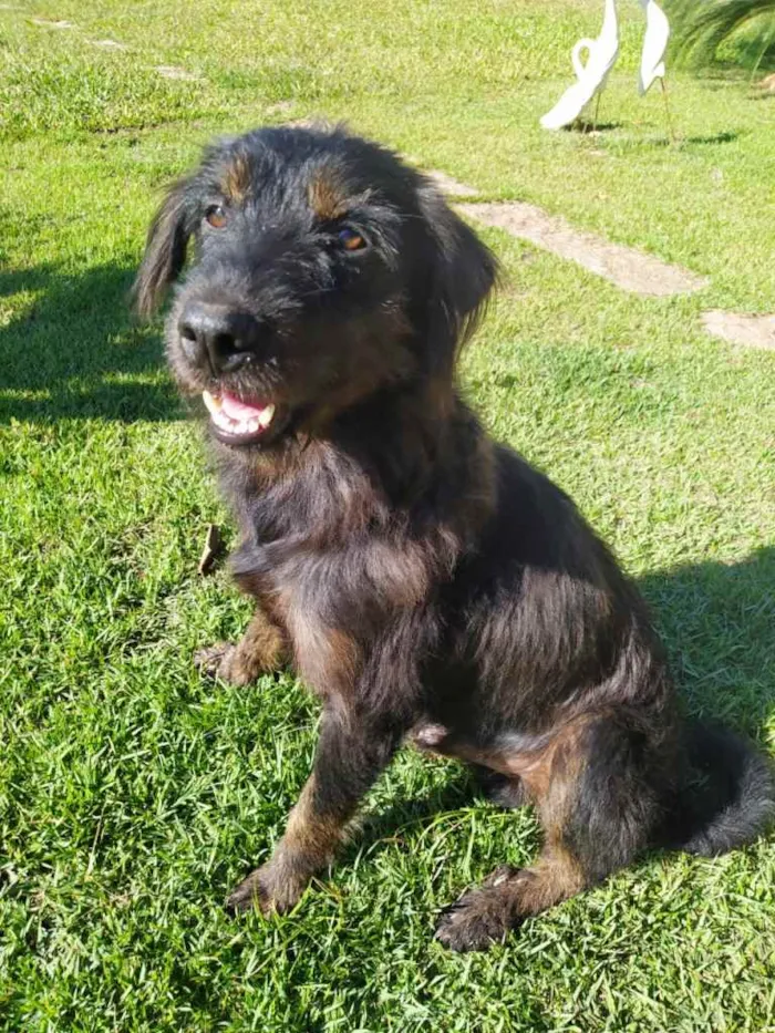 Cachorro ra a SRD idade 1 ano nome Negão