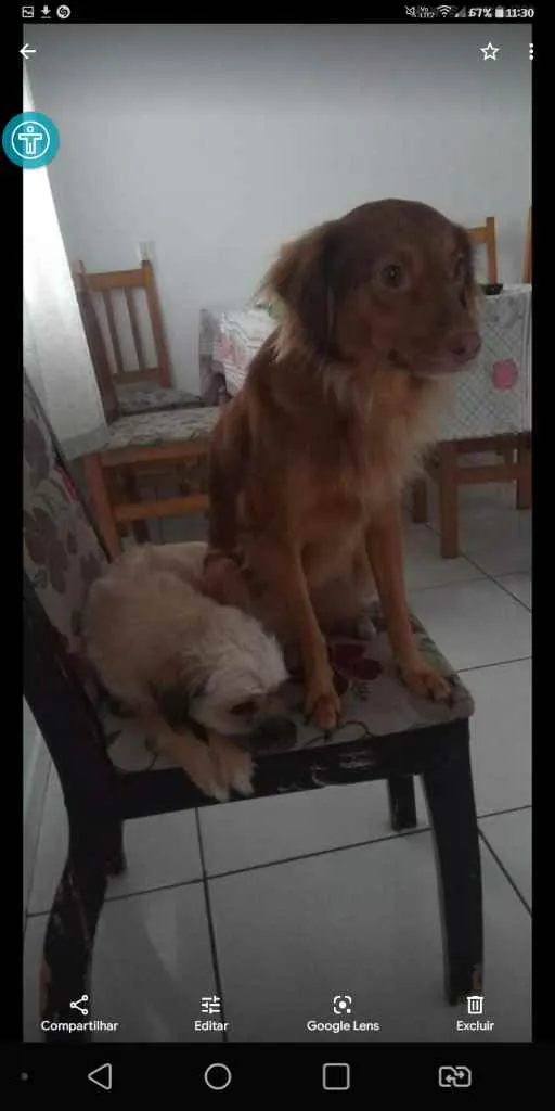 Cachorro ra a Vira lada idade 4 anos nome Balinha e shana