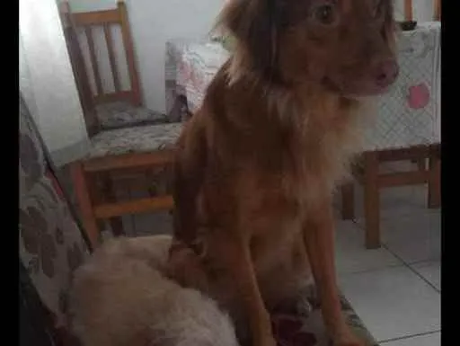 Cachorro ra a Vira lada idade 4 anos nome Balinha e shana