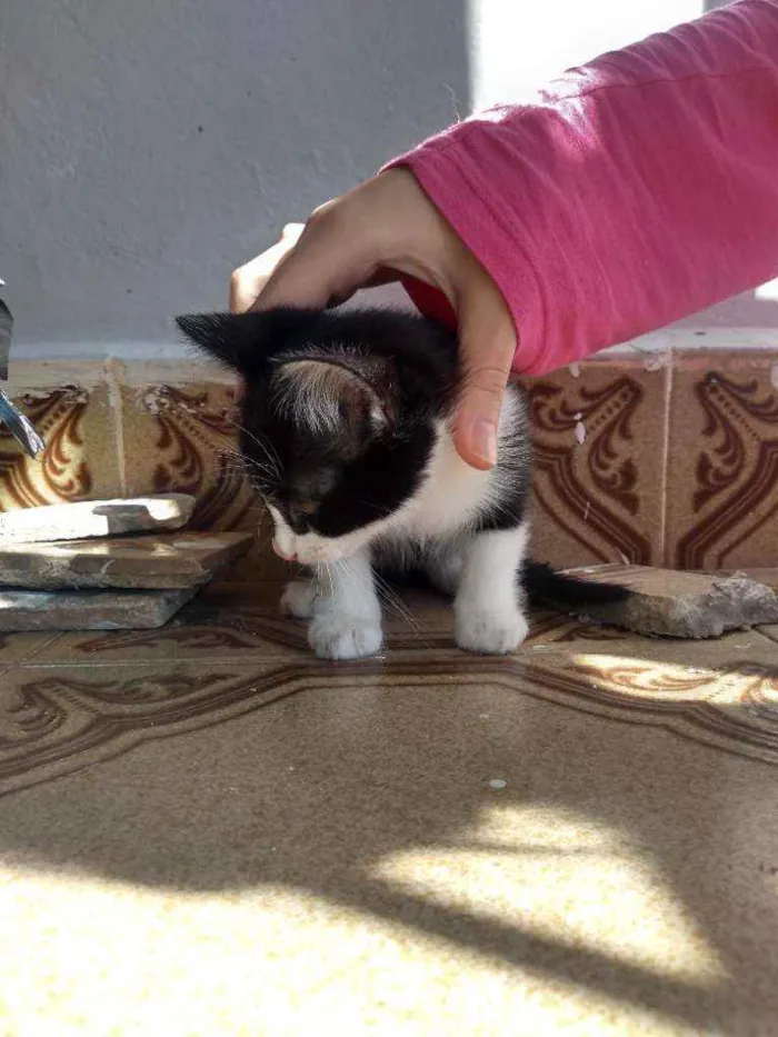 Gato ra a Sem idade 2 a 6 meses nome Sem nome
