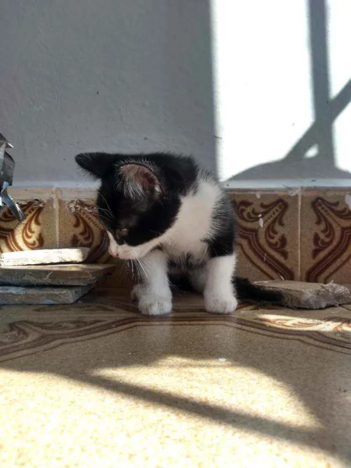 Gato ra a Sem idade 2 a 6 meses nome Sem nome