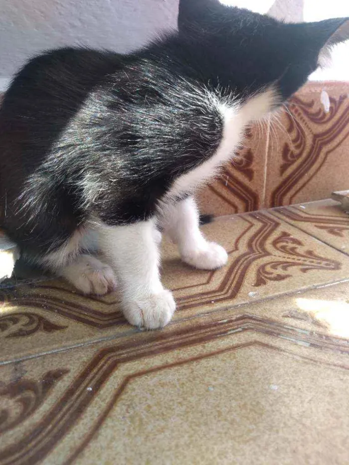 Gato ra a Sem idade 2 a 6 meses nome Sem nome