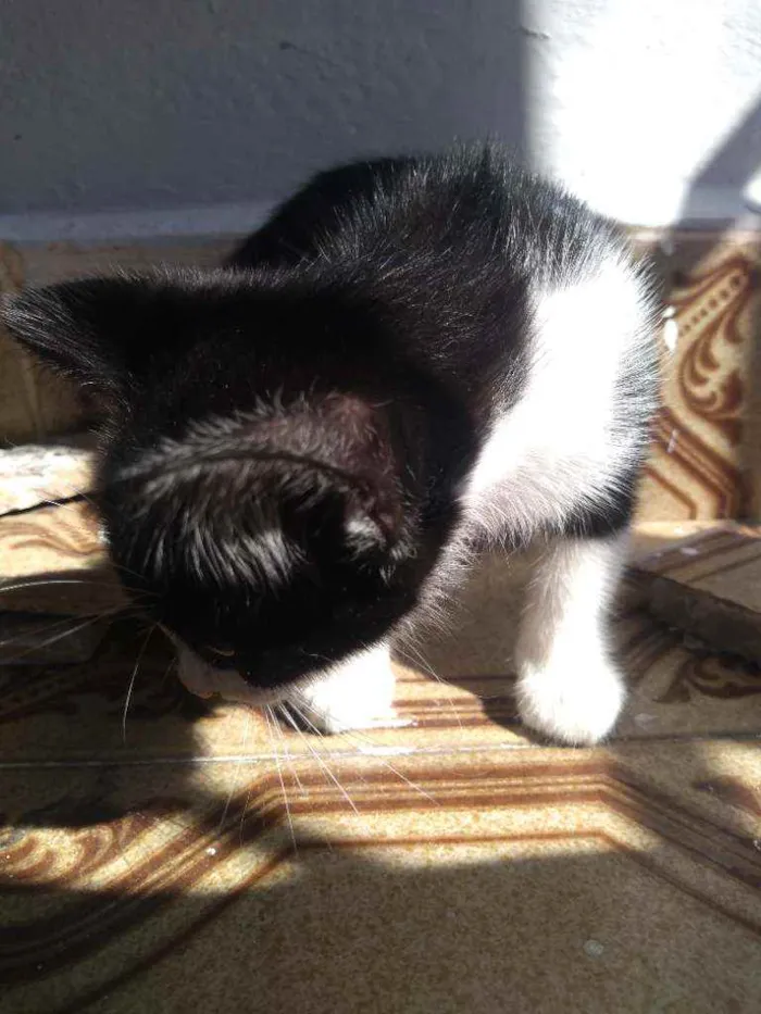 Gato ra a Sem idade 2 a 6 meses nome Sem nome
