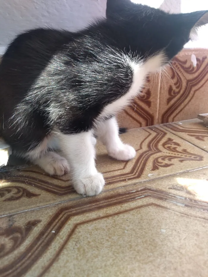 Gato ra a Sem idade 2 a 6 meses nome Sem nome