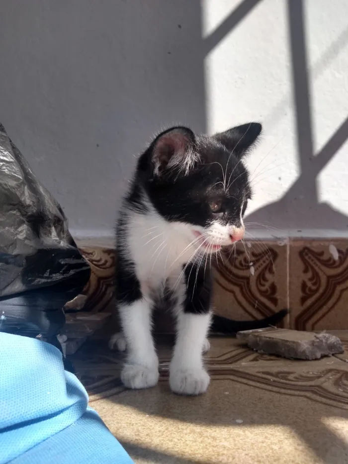 Gato ra a Sem idade 2 a 6 meses nome Sem nome