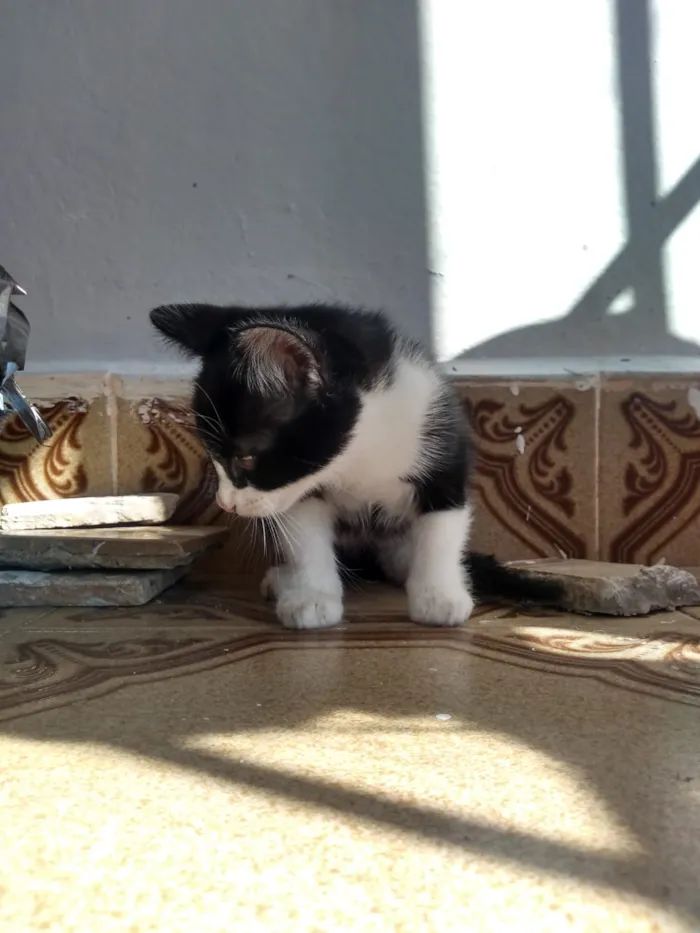 Gato ra a Sem idade 2 a 6 meses nome Sem nome