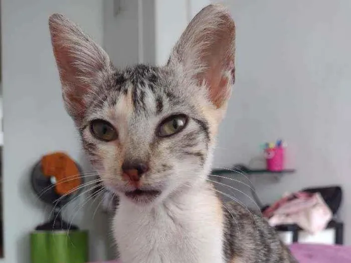 Gato ra a Não tem idade Abaixo de 2 meses nome Não coloquei