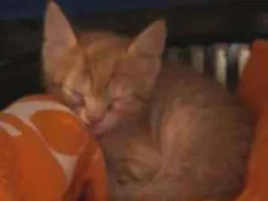 Gato raça  idade Abaixo de 2 meses nome Filhote