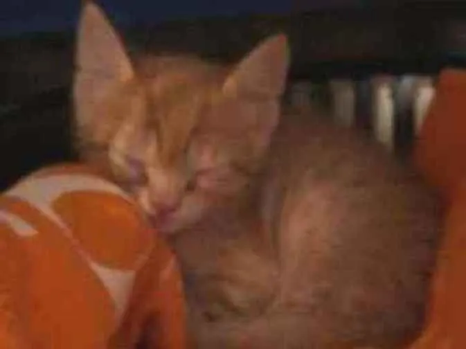 Gato ra a  idade Abaixo de 2 meses nome Filhote