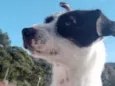 Amigo