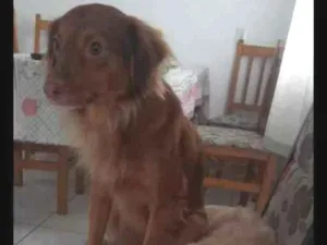 Cachorro raça Vira lada idade 4 anos nome Balinha e shana