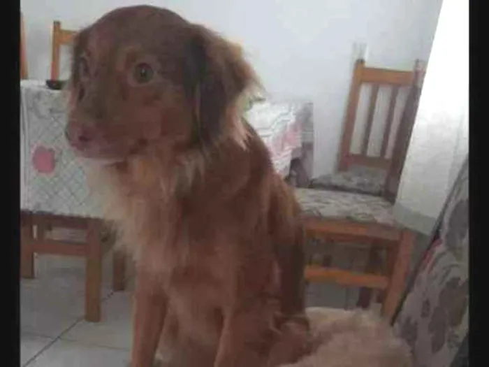 Cachorro ra a Vira lada idade 4 anos nome Balinha e shana