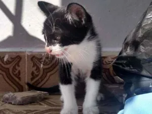 Gato raça Sem idade 2 a 6 meses nome Sem nome