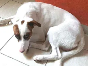 Cachorro raça  idade 7 a 11 meses nome Eros 