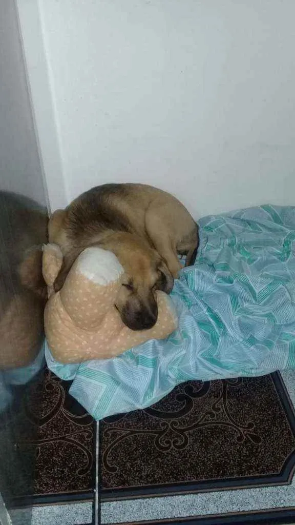 Cachorro raça SRD idade 7 a 11 meses nome Gaia