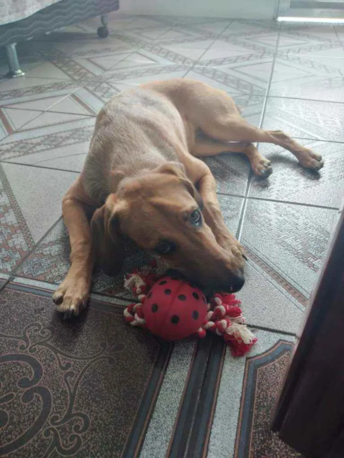 Cachorro raça SRD idade 7 a 11 meses nome Gaia