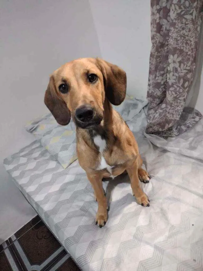 Cachorro raça SRD idade 7 a 11 meses nome Gaia