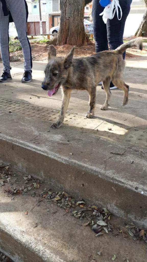 Cachorro ra a Vira lata idade 7 a 11 meses nome Sem nome