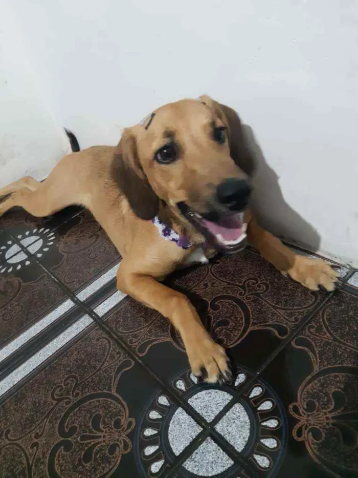 Cachorro raça SRD idade 7 a 11 meses nome Gaia
