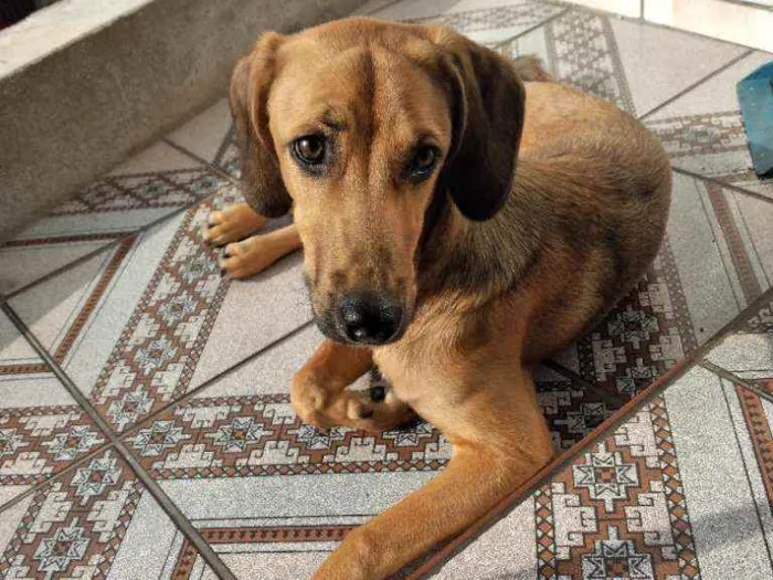 Cachorro raça SRD idade 7 a 11 meses nome Gaia