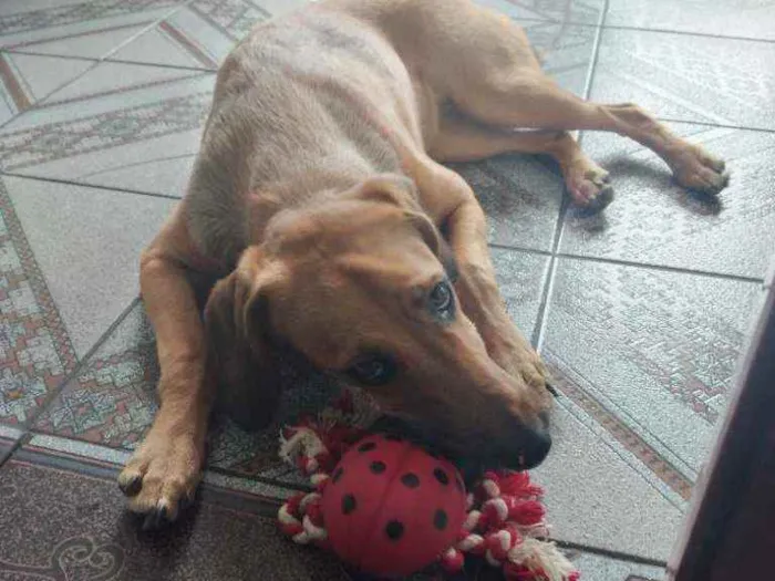 Cachorro raça SRD idade 7 a 11 meses nome Gaia