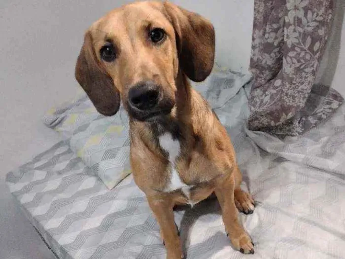 Cachorro raça SRD idade 7 a 11 meses nome Gaia